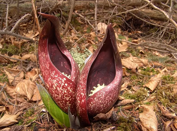 Bap cai chon hoi co kha nang lam tan chay ca bang tuyet-Hinh-2