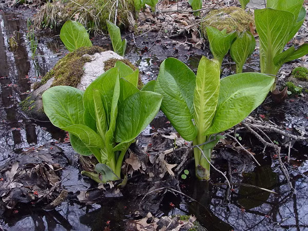 Bap cai chon hoi co kha nang lam tan chay ca bang tuyet-Hinh-11