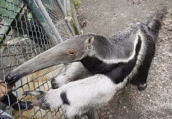 Gau an kien voi chiec luoi dai va ve be ngoai ky di