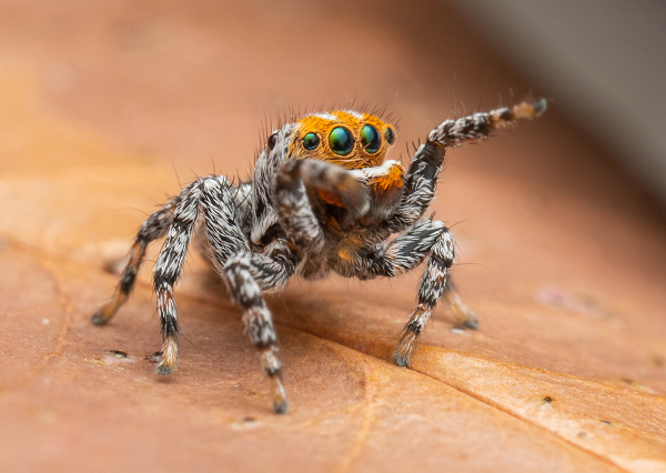 Cận cảnh loài nhện mới biết nhảy múa tán tỉnh - Hình 2 Can canh loai nhen moi biet nhay mua tan tinh-Hinh-2