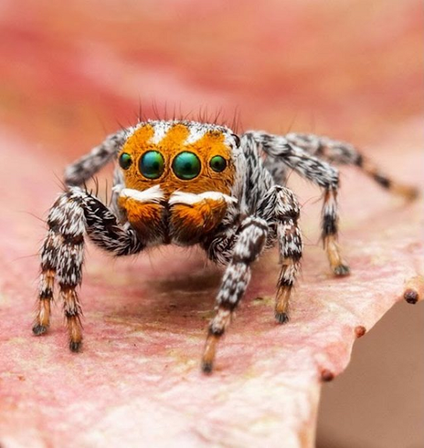 Cận cảnh loài nhện mới biết nhảy múa tán tỉnh - Hình 7 Can canh loai nhen moi biet nhay mua tan tinh-Hinh-7