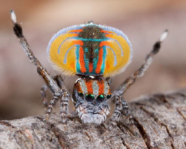 Cận cảnh loài nhện mới biết nhảy múa tán tỉnh - Hình 10 Can canh loai nhen moi biet nhay mua tan tinh-Hinh-10