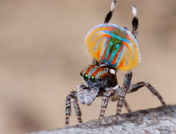 Cận cảnh loài nhện mới biết nhảy múa tán tỉnh - Hình 8 Can canh loai nhen moi biet nhay mua tan tinh-Hinh-8