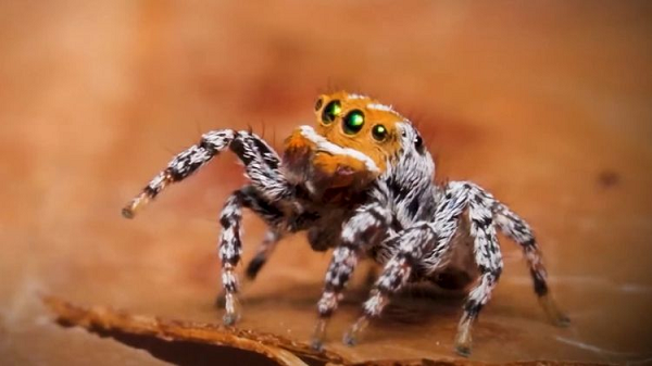 Cận cảnh loài nhện mới biết nhảy múa tán tỉnh - Hình 6 Can canh loai nhen moi biet nhay mua tan tinh-Hinh-6