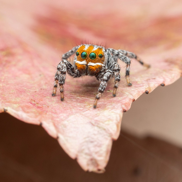 Cận cảnh loài nhện mới biết nhảy múa tán tỉnh - Hình 5 Can canh loai nhen moi biet nhay mua tan tinh-Hinh-5