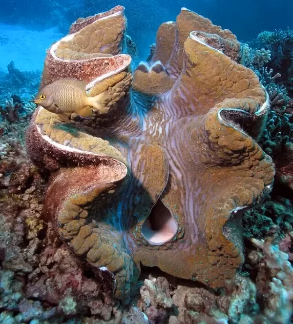 Vi sao vo so tai tuong Philippines duoc sang lung trai phep?-Hinh-4