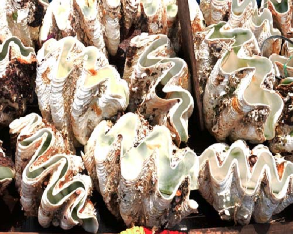 Vì sao vỏ sò tai tượng Philippines được săng lùng trái phép? - Hình 11 Vi sao vo so tai tuong Philippines duoc sang lung trai phep?-Hinh-11