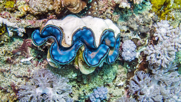 Vì sao vỏ sò tai tượng Philippines được săng lùng trái phép? - Hình 6 Vi sao vo so tai tuong Philippines duoc sang lung trai phep?-Hinh-6