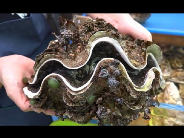 Vì sao vỏ sò tai tượng Philippines được săng lùng trái phép? - Hình 8 Vi sao vo so tai tuong Philippines duoc sang lung trai phep?-Hinh-8