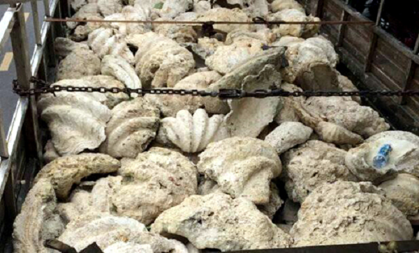 Vì sao vỏ sò tai tượng Philippines được săng lùng trái phép? - Hình 9 Vi sao vo so tai tuong Philippines duoc sang lung trai phep?-Hinh-9