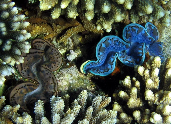 Vì sao vỏ sò tai tượng Philippines được săng lùng trái phép? - Hình 7 Vi sao vo so tai tuong Philippines duoc sang lung trai phep?-Hinh-7