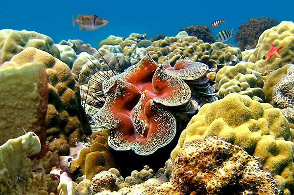 Vì sao vỏ sò tai tượng Philippines được săng lùng trái phép? - Hình 3 Vi sao vo so tai tuong Philippines duoc sang lung trai phep?-Hinh-3