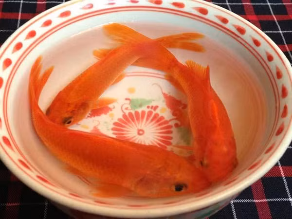 Vi sao phai tha ca chep khi cung ong Cong ong Tao?