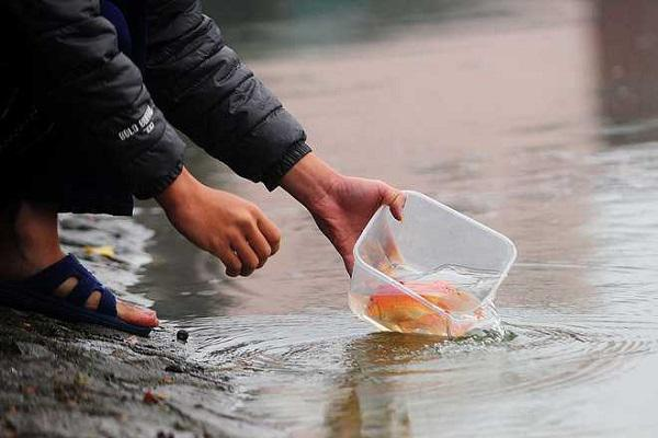 Vì sao phải thả cá chép khi cúng ông Công ông Táo? - Hình 9 Vi sao phai tha ca chep khi cung ong Cong ong Tao?-Hinh-9