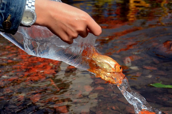 Vì sao phải thả cá chép khi cúng ông Công ông Táo? - Hình 12 Vi sao phai tha ca chep khi cung ong Cong ong Tao?-Hinh-12