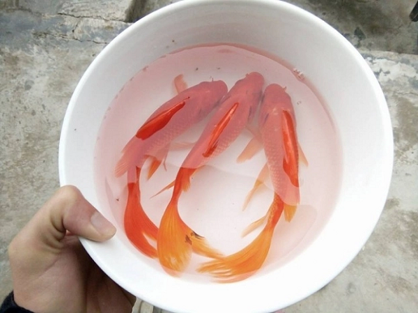 Vì sao phải thả cá chép khi cúng ông Công ông Táo? - Hình 2 Vi sao phai tha ca chep khi cung ong Cong ong Tao?-Hinh-2