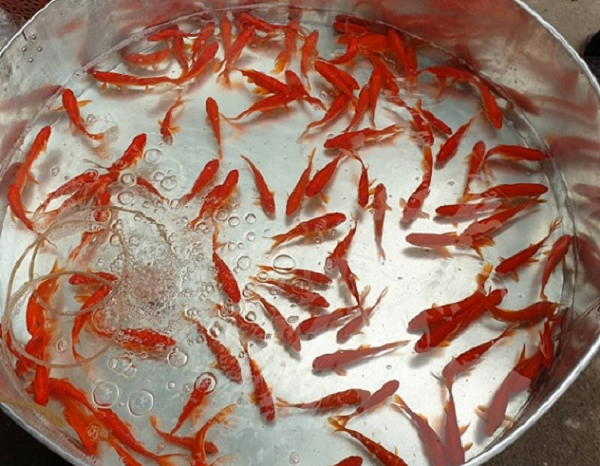 Vì sao phải thả cá chép khi cúng ông Công ông Táo? - Hình 3 Vi sao phai tha ca chep khi cung ong Cong ong Tao?-Hinh-3