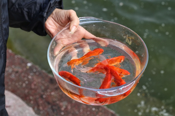 Vì sao phải thả cá chép khi cúng ông Công ông Táo? - Hình 7 Vi sao phai tha ca chep khi cung ong Cong ong Tao?-Hinh-7