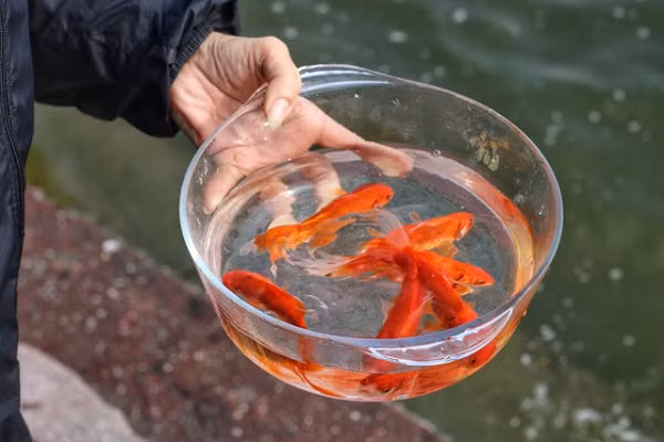 Vi sao phai tha ca chep khi cung ong Cong ong Tao?-Hinh-7