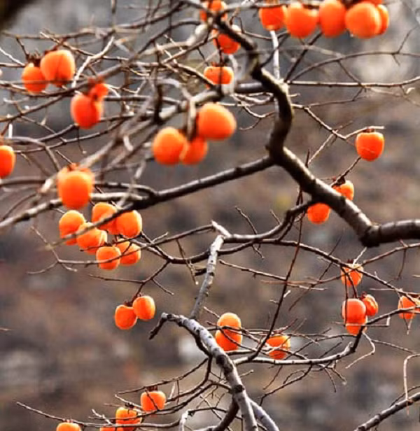 Cây Thất Tuyệt có phúc khí như nào cho gia chủ? - Hình 9 Cay That Tuyet co phuc khi nhu nao cho gia chu?-Hinh-9