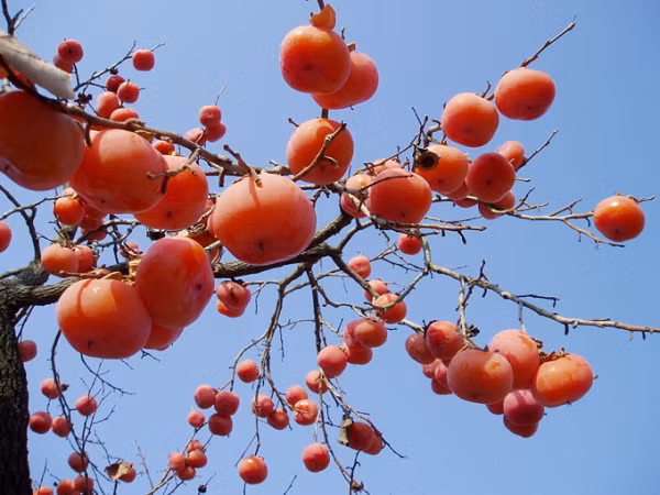 Cây Thất Tuyệt có phúc khí như nào cho gia chủ? - Hình 7 Cay That Tuyet co phuc khi nhu nao cho gia chu?-Hinh-7