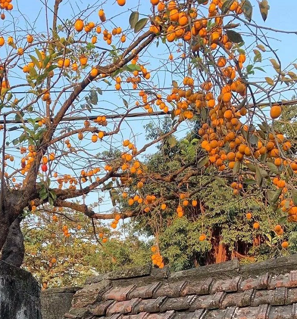 Cây Thất Tuyệt có phúc khí như nào cho gia chủ? - Hình 2 Cay That Tuyet co phuc khi nhu nao cho gia chu?-Hinh-2