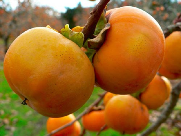 Cây Thất Tuyệt có phúc khí như nào cho gia chủ? - Hình 3 Cay That Tuyet co phuc khi nhu nao cho gia chu?-Hinh-3