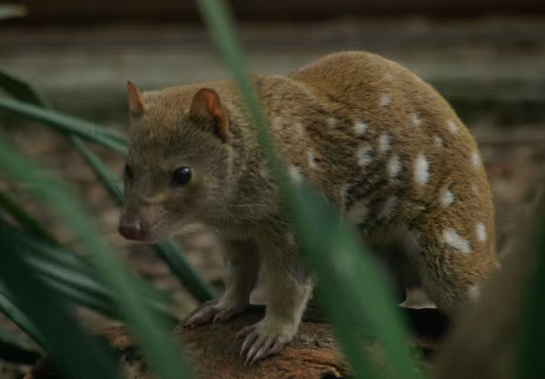 Loai meo 'quan he' suot 14 gio roi lan ra... chet-Hinh-11