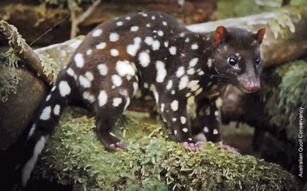 Loai meo 'quan he' suot 14 gio roi lan ra... chet-Hinh-6