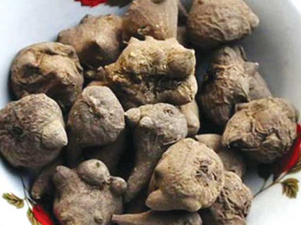 Biết gì về loài cây 'nữ hoàng độc dược' Ô đầu? - Hình 5 Biet gi ve loai cay 'nu hoang doc duoc' O dau?-Hinh-5