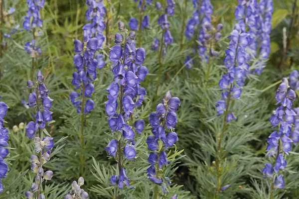 Biet gi ve loai cay 'nu hoang doc duoc' O dau?-Hinh-4