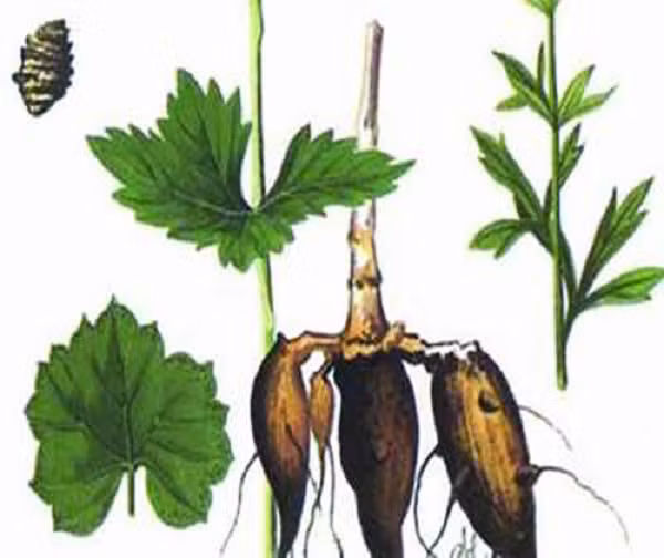 Biet gi ve loai cay 'nu hoang doc duoc' O dau?-Hinh-9