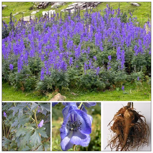 Biet gi ve loai cay 'nu hoang doc duoc' O dau?-Hinh-3