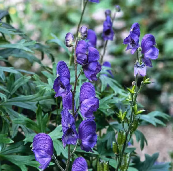 Biet gi ve loai cay 'nu hoang doc duoc' O dau?