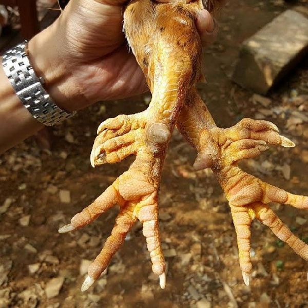 Đại gia ráo riết săn lùng loài gà chín cựa trong truyền thuyết Dai gia rao riet san lung loai ga chin cua trong truyen thuyet