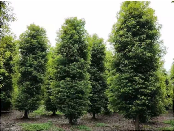 Vì sao cây gỗ kim tơ nam mộc giá 9.000 tỷ nhưng không ai dám trồng? - Hình 4 Vi sao cay go kim to nam moc gia 9.000 ty nhung khong ai dam trong?-Hinh-4