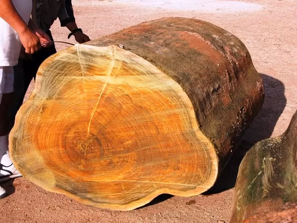 Vi sao cay go kim to nam moc gia 9.000 ty nhung khong ai dam trong?-Hinh-5