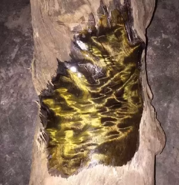 Vi sao cay go kim to nam moc gia 9.000 ty nhung khong ai dam trong?-Hinh-2