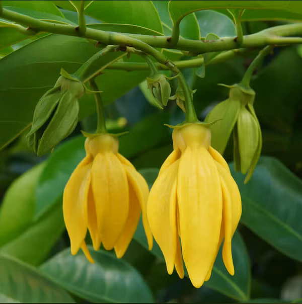 Bat mi thu vi loai cay moi phat hien duoc dat ten Leonardo DiCaprio-Hinh-12