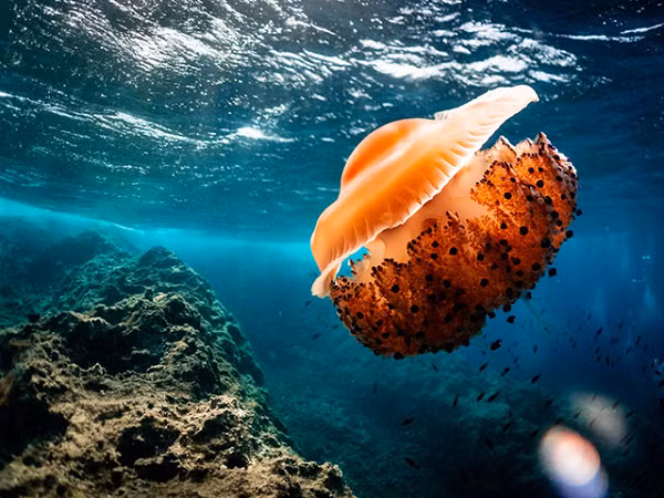 Bat ngo thay “qua trung chien” noi tren bien va su that dang sau-Hinh-6