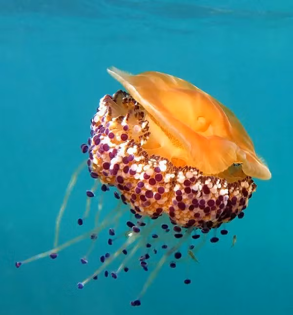 Bat ngo thay “qua trung chien” noi tren bien va su that dang sau-Hinh-8