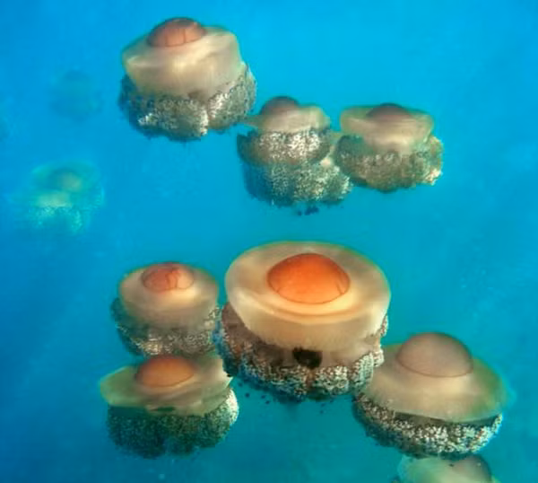 Bat ngo thay “qua trung chien” noi tren bien va su that dang sau-Hinh-9