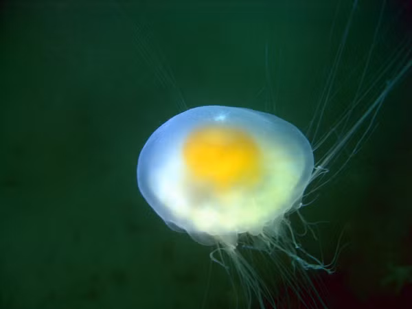 Bat ngo thay “qua trung chien” noi tren bien va su that dang sau-Hinh-12