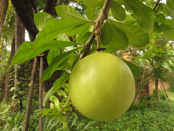 Biet gi ve loai qua “tien duoc” muon an phai dung cua?