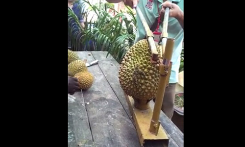 Dụng cụ bóc vỏ sầu riêng nhanh đến ngỡ ngàng Dung cu boc vo sau rieng nhanh den ngo ngang