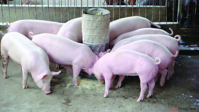 Giá heo hơi hôm nay 13/1: Miền Bắc trở lại mốc 88.000 đồng/kg Gia heo hoi hom nay 13/1: Mien Bac tro lai moc 88.000 dong/kg