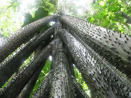 Loài cây có khả năng di chuyển độc đáo - Hình 6 Loai cay co kha nang di chuyen doc dao-Hinh-6