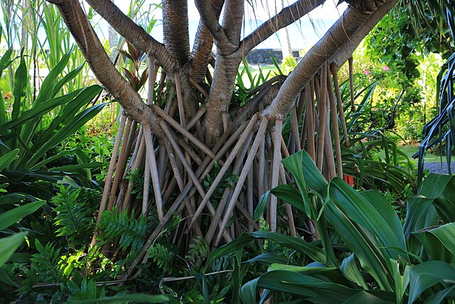Loài cây có khả năng di chuyển độc đáo - Hình 7 Loai cay co kha nang di chuyen doc dao-Hinh-7