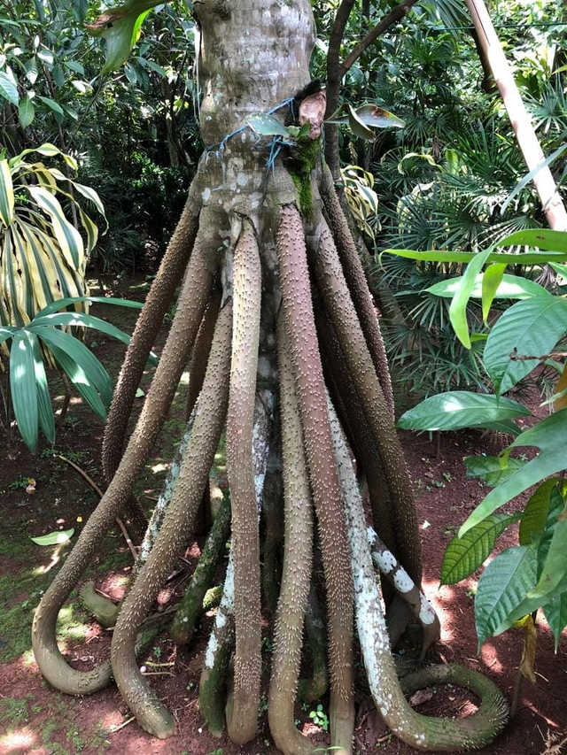 Loài cây có khả năng di chuyển độc đáo - Hình 5 Loai cay co kha nang di chuyen doc dao-Hinh-5