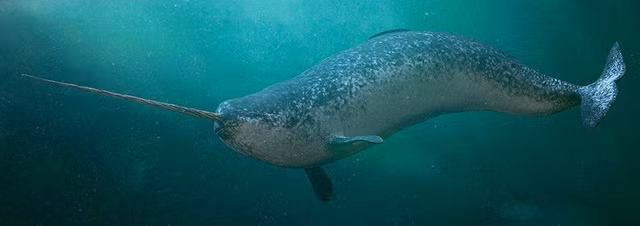 Diem dac biet cua Ky lan bien khong phai ai cung biet